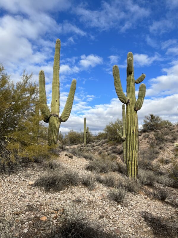 A desert with many tall cactus and bushes