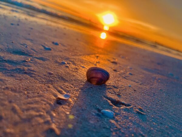 A shell on the beach at sunset