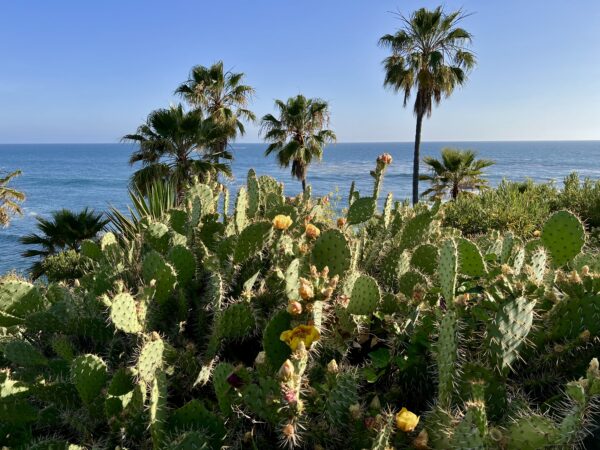 A cactus garden with palm trees and the ocean in the background.