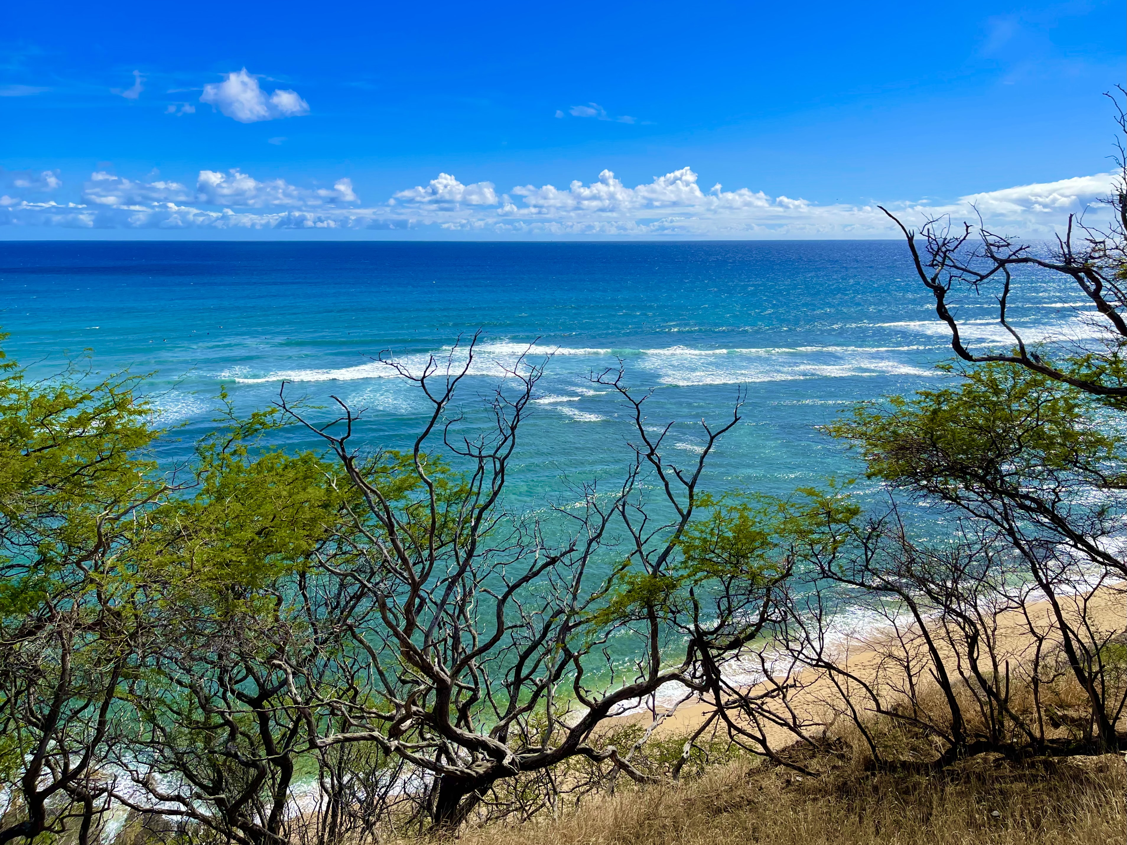 Clear blue ocean view with tree branches