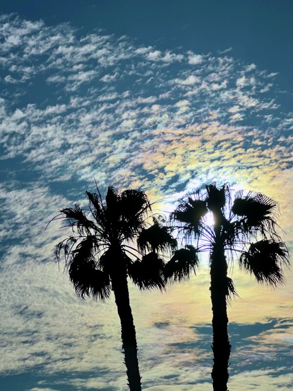 Two palm trees are silhouetted against the sky.