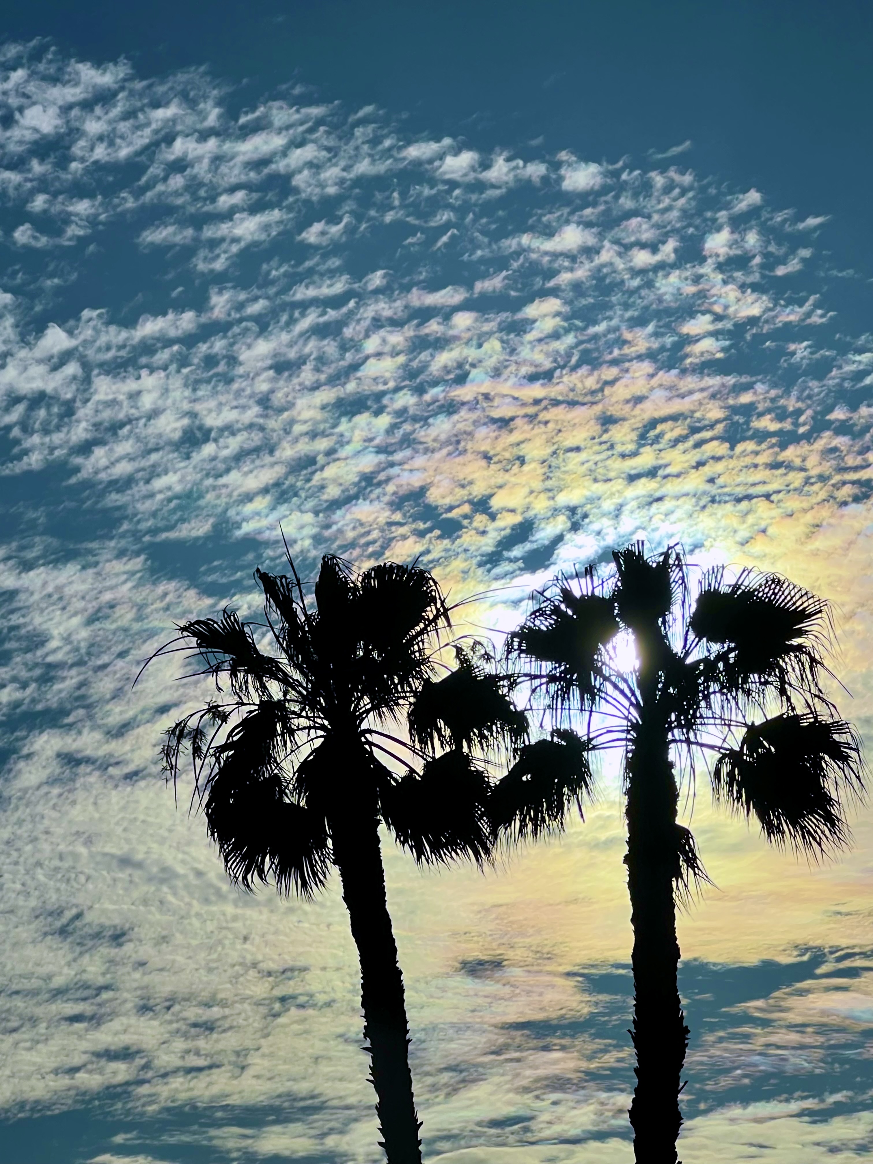 The beautiful view of Palm Pastel and sky