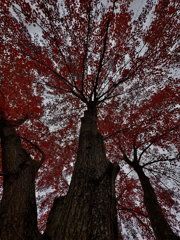 A tree with red leaves in the sky