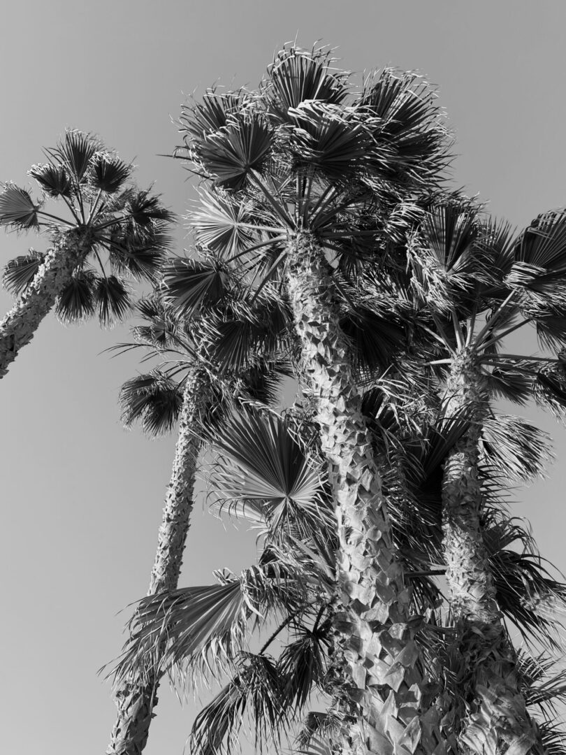 A black and white photo of some palm trees
